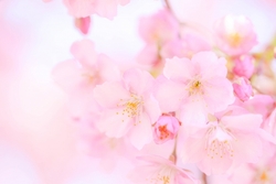 代替テキスト12