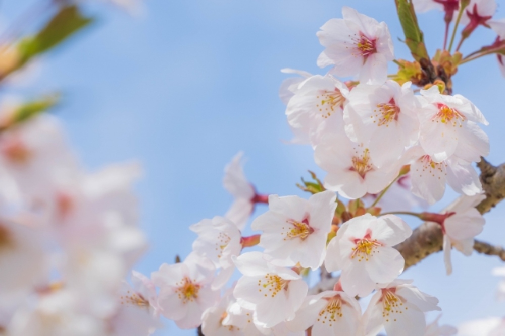 大きい画像サイズの画像