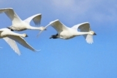 mk_a13_画像(右)+文章