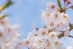 mk_a13b_画像(右)+文章(右クリック禁止)代替テキスト